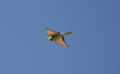 Merops apiaster