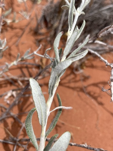 Image of Eriogonum leptocladon by (c) Matt Berger, some rights reserved (CC BY)