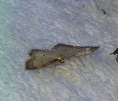 Idaea politaria