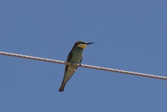 Merops apiaster