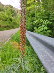 Digitalis parviflora