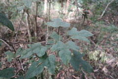Brachychiton bidwillii