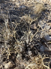 Eriogonum jonesii