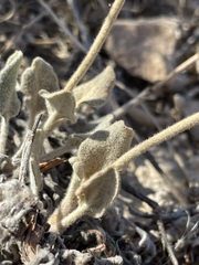 Eriogonum jonesii