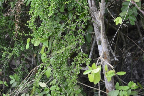 Rochefortia