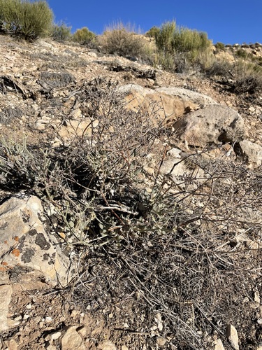 Image of Eriogonum jonesii by (c) Matt Berger, some rights reserved (CC BY)