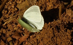 Dixeia charina