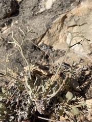 Eriogonum jonesii