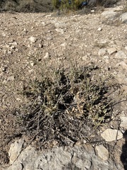 Eriogonum jonesii