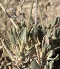 Eriogonum jonesii