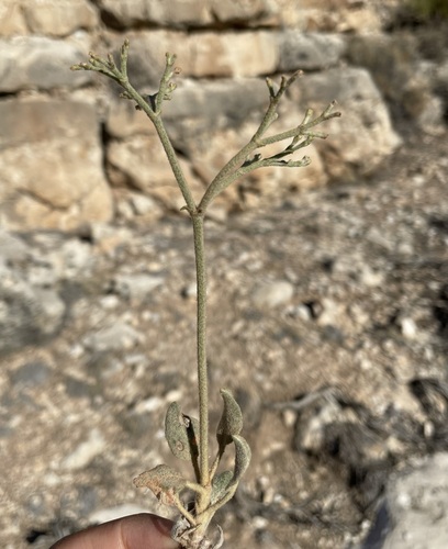 Jones' Buckwheat (Eriogonum jonesii)