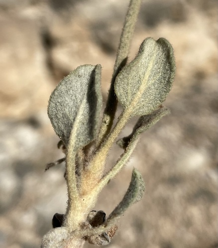 Eriogonum jonesii S. Watson