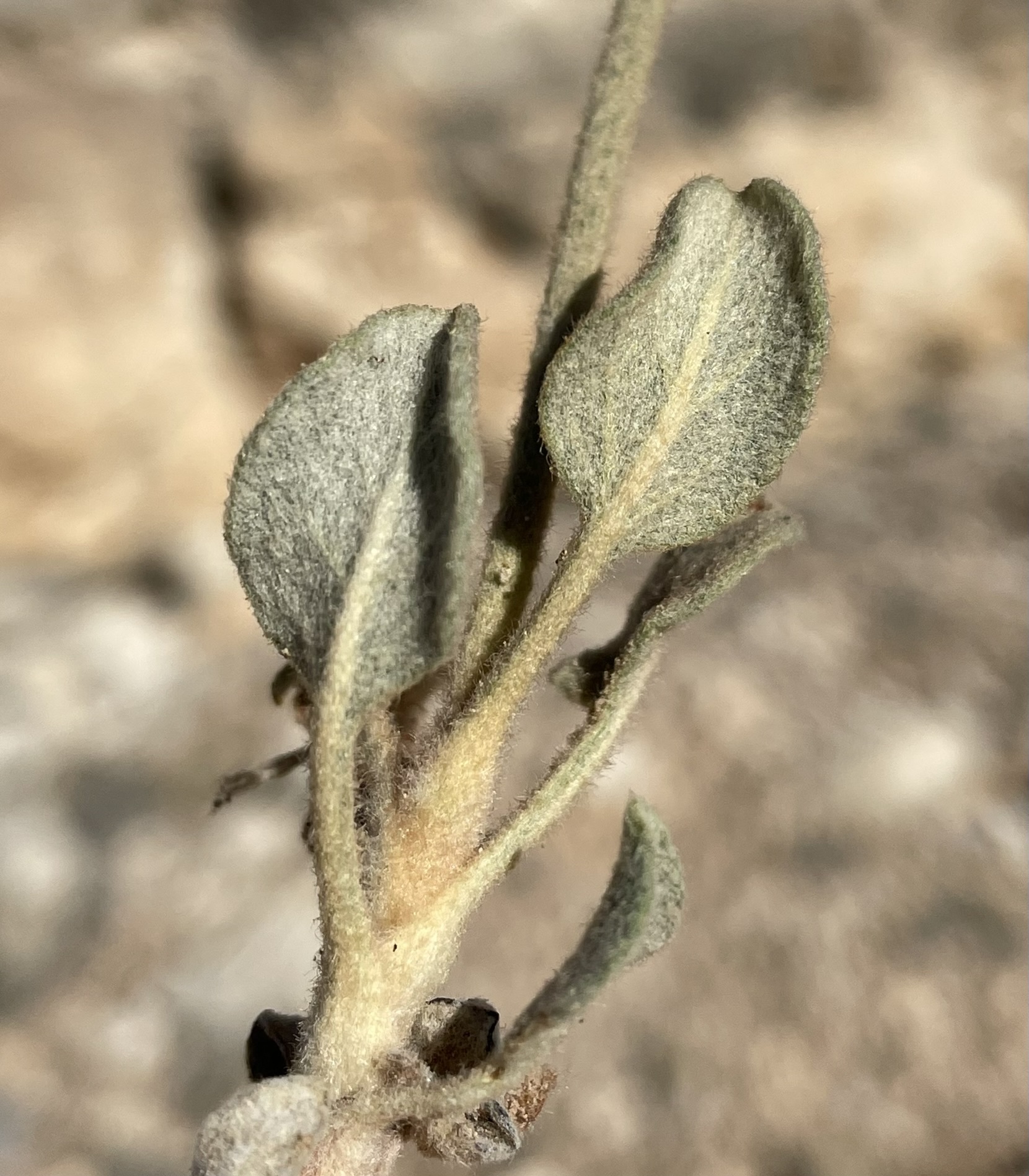 Eriogonum jonesii