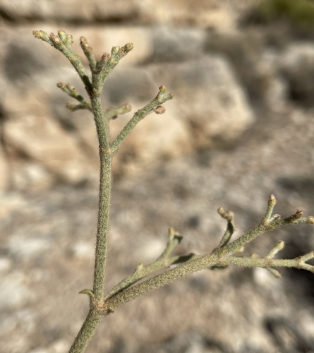 Image of Eriogonum jonesii by (c) Matt Berger, some rights reserved (CC BY)
