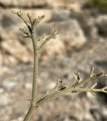 Eriogonum jonesii