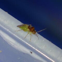 Pinalitus conspurcatus