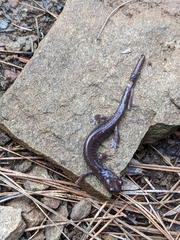 Plethodon asupak