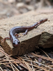 Plethodon asupak