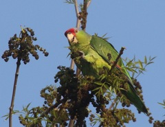 Amazona finschi × viridigenalis