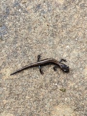 Plethodon asupak