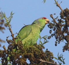 Amazona finschi × viridigenalis