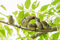 Lonchura punctulata topela