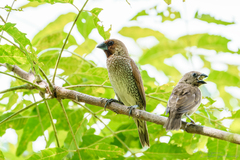 Lonchura punctulata topela