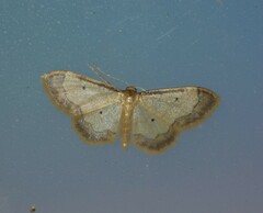 Idaea politaria