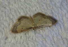Idaea politaria