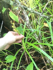 Carex gigantea image