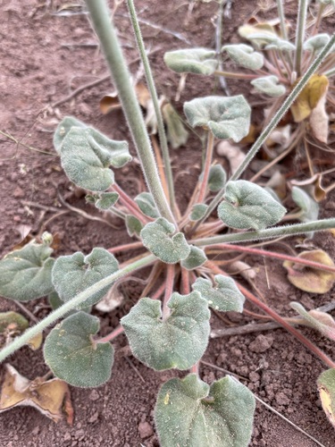 Kidneyshape Buckwheat (Eriogonum subreniforme)