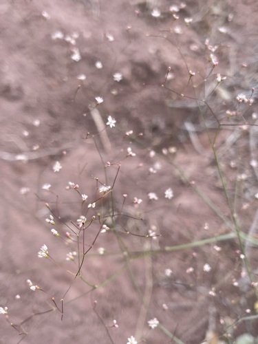 Image of Eriogonum subreniforme by (c) Matt Berger, some rights reserved (CC BY)