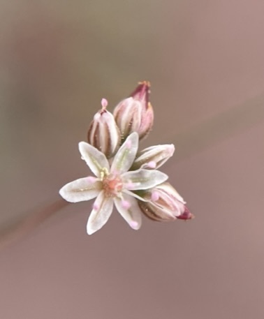 Image of Eriogonum subreniforme by (c) Matt Berger, some rights reserved (CC BY)