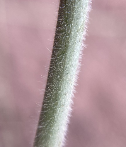 Image of Eriogonum subreniforme by (c) Matt Berger, some rights reserved (CC BY)