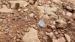 Hypolycaena othona