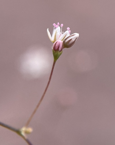 Image of Eriogonum subreniforme by (c) Matt Berger, some rights reserved (CC BY)
