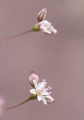 Eriogonum subreniforme