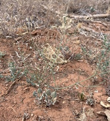 Eriogonum cernuum