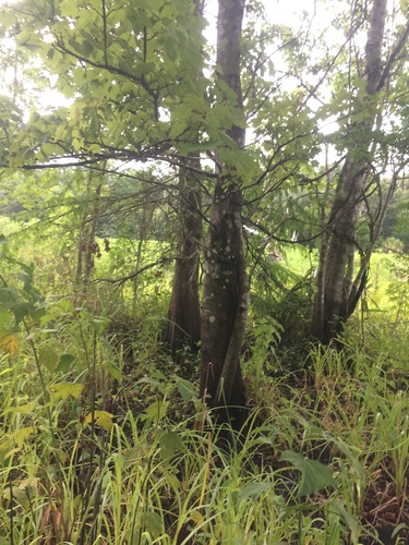 Image of Carex gigantea by no rights reserved