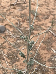 Eriogonum polycladon