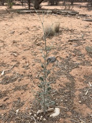 Eriogonum polycladon