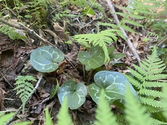 Hexastylis naniflora