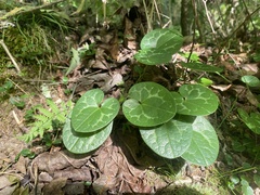 Hexastylis naniflora