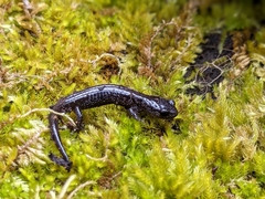 Plethodon stormi