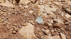 Hypolycaena othona