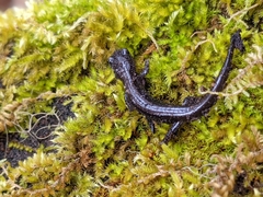 Plethodon stormi
