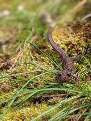 Plethodon stormi