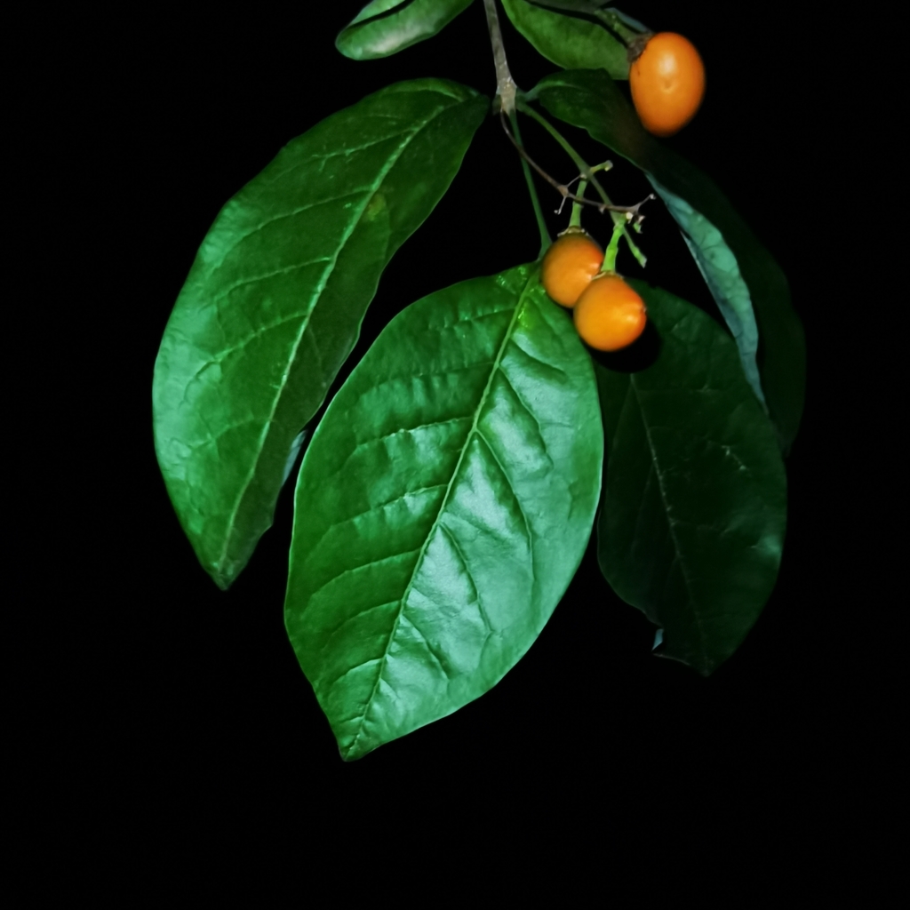 Bunchosia nitida; photograph (c) Eduardo Chacón Madrigal, some rights reserved (CC BY)