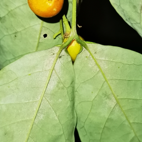Bunchosia nitida, photograph 1