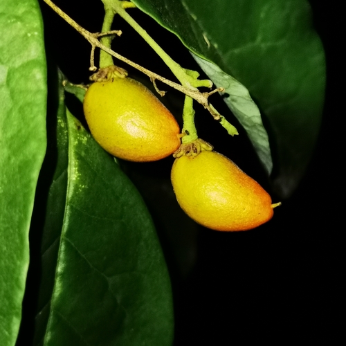 Bunchosia nitida, photograph 2